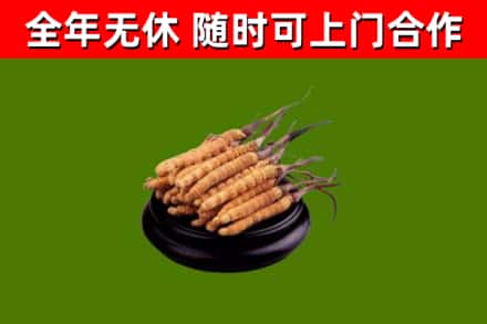 洞头区烟酒回收冬虫夏草.jpg