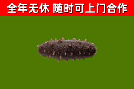 洞头区烟酒回收干海参.jpg